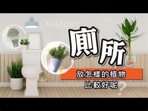 廁所植物|廁所放什麼植物好？4種耐陰且好照顧的植物推薦 